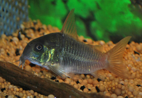 Corydoras Concolor L