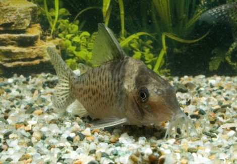 Corydoras Delphax M