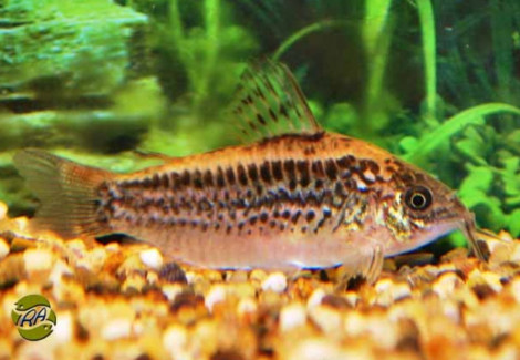 Corydoras Elegans M