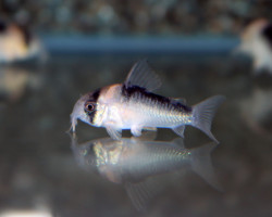 Corydoras Duplicareus L