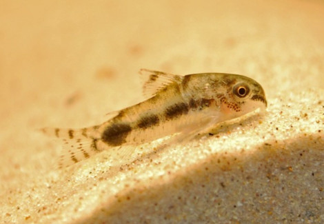 Corydoras Habrosus M