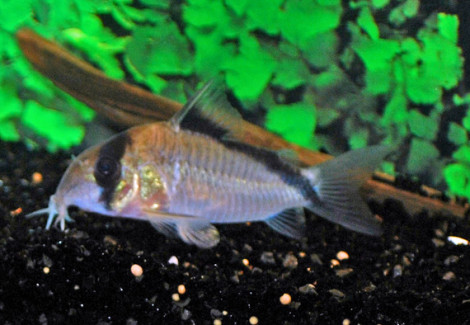 Corydoras Davidsandsi Xl