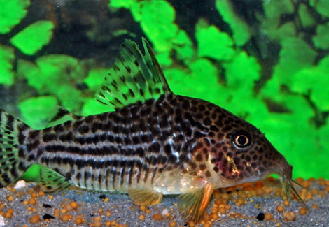 Corydoras Haraldschultzi L