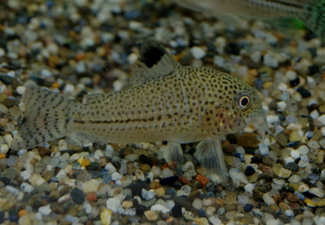 Corydoras Julii Xl