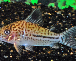 Corydoras Leopardus  Xl