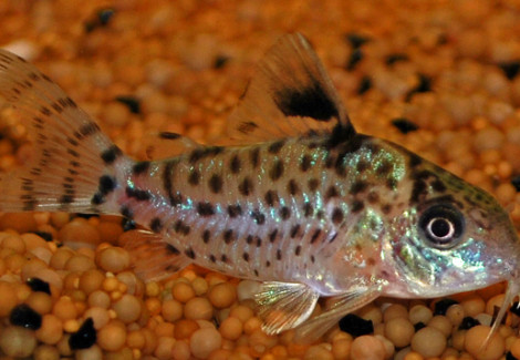 Corydoras Leucomelas M