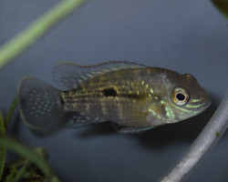 Andinoacara Rivulatus M