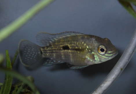 Andinoacara Rivulatus M