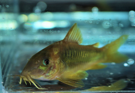 Corydoras Melanotaenia M/L