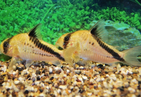 Corydoras Melini  S