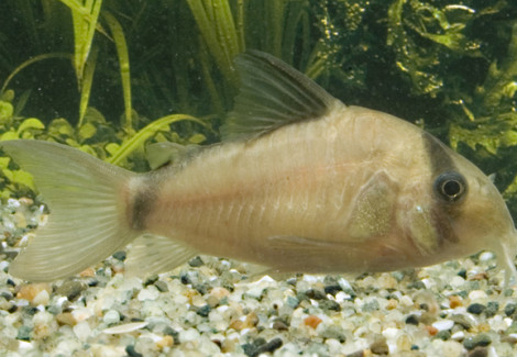 Corydoras Metae M