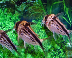 Corydoras Loxozonus M/L