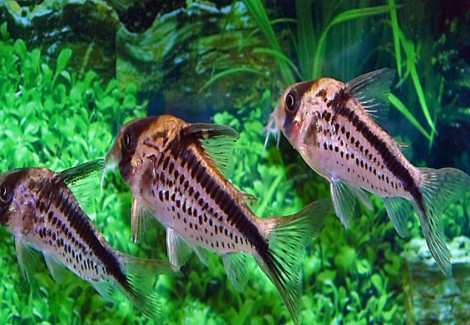 Corydoras Loxozonus M/L