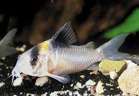 Corydoras Crypticus L