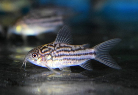 Corydoras Napoensis M