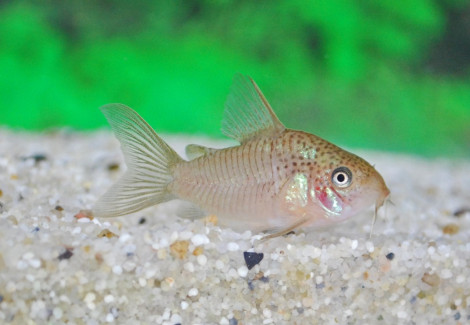 Corydoras Polystictus M/L