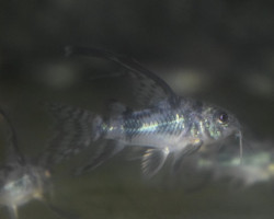 Corydoras Hifin Paleatus M/L