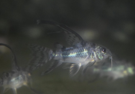 Corydoras Hifin Paleatus M/L
