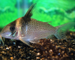 Corydoras Sp. C030 Xl