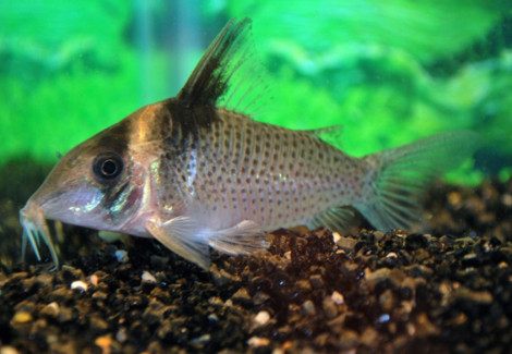 Corydoras Sp. C030 Xl