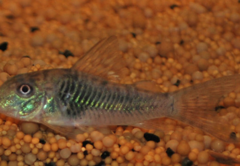Corydoras Septentrionalis  M