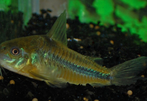 Corydoras Nattereri M
