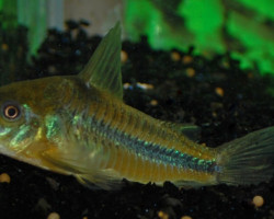 Corydoras Nattereri L