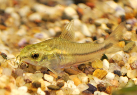 Corydoras Pygmaeus Xl