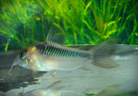 Corydoras Rabauti Xl