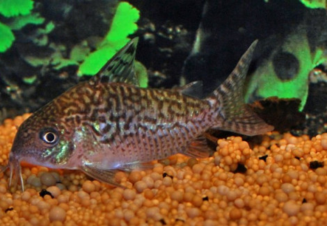 Corydoras Sodalis M