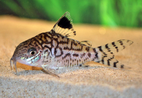Corydoras Reticulatus Xl