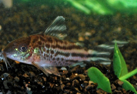 Corydoras Robineae L