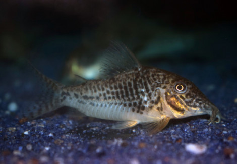 Corydoras Sarareensis L