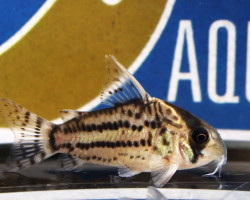 Corydoras Schwartzi M