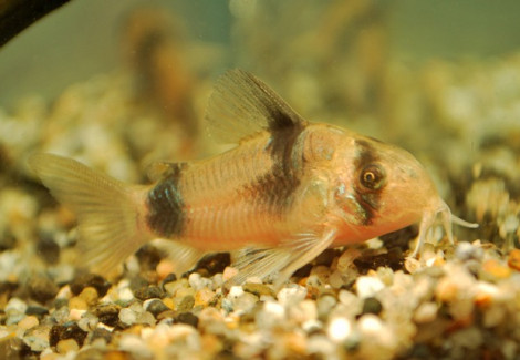 Corydoras Weitzmani S/M