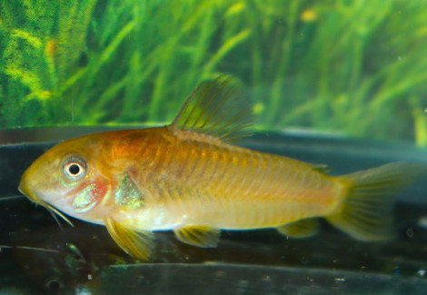 Corydoras Sp. Cw078 M