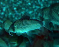 Corydoras Simulatus M
