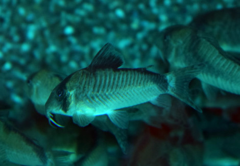 Corydoras Simulatus M