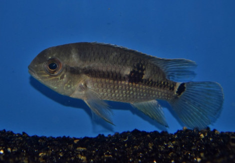 Aequidens Tetramerus M