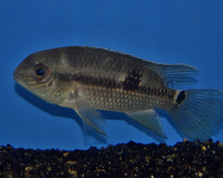 Aequidens Tetramerus L