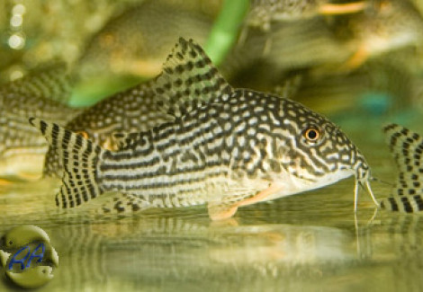 Corydoras Sterbai L