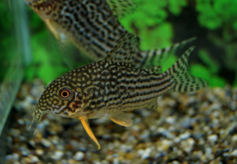 Corydoras Sterbai M/L