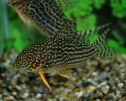 Corydoras Sterbai L