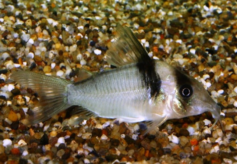 Corydoras Virginiae L