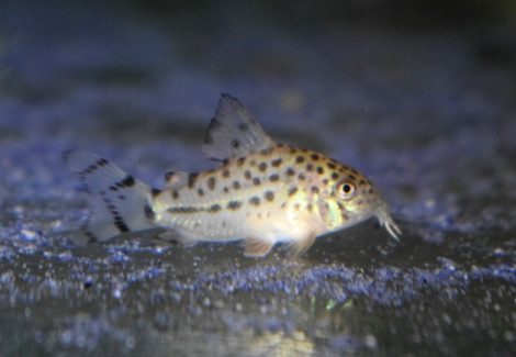 Corydoras Knaacki M