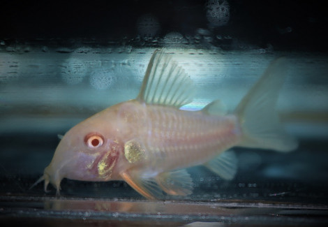 Corydoras Sterbai Albino S/M