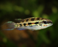 Dicrossus Filamentosus L