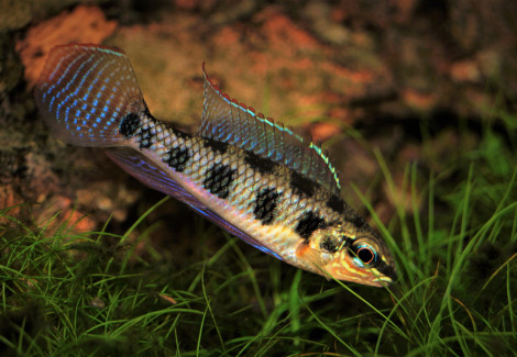 Dicrossus Maculatus M/L