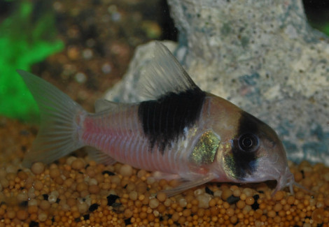 Corydoras Sp. Cw049 M