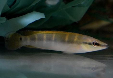 Crenicichla Compressiceps M